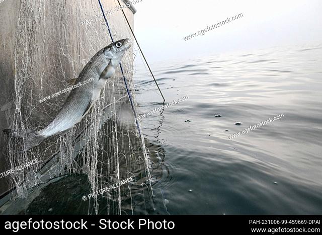 PRODUCTION - 02 October 2023, Baden-Württemberg, Vor Ìberlingen Auf Dem Bodensee: A whitefish hangs in the net that fisherman Chary Liebsch has hauled in