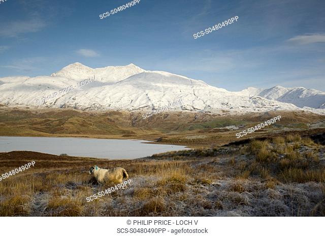 A frozen Loch Tromlee with snow capped Ben Cruachan in background and a sheep in foreground Loch Tromlee and Ben Cruachan, Argyll, Scotland
