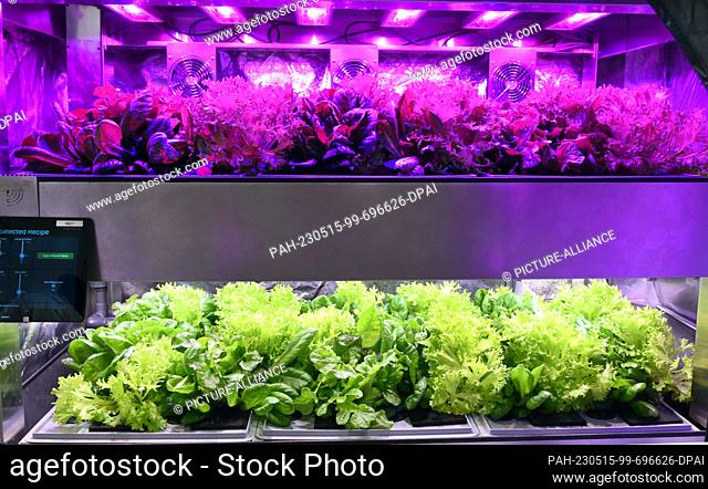 PRODUCTION - 04 May 2023, Saxony, Leipzig: At the Leipzig-based startup Greenhub Solutions GmbH, various hydroponic lettuces are grown in vertical indoor...