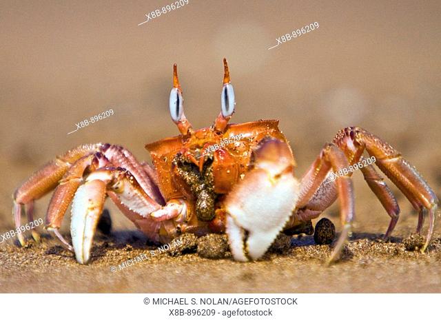 Adult ghost crab Ocypode sp  on the beach in the Galapagos Island Archipelago, Ecuador  Pacific Ocean  These burrowing crabs sift through beach sand to feed at...