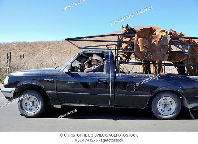 Mexico, Baja California, Todos Santos road, Driving a pair of horses back home