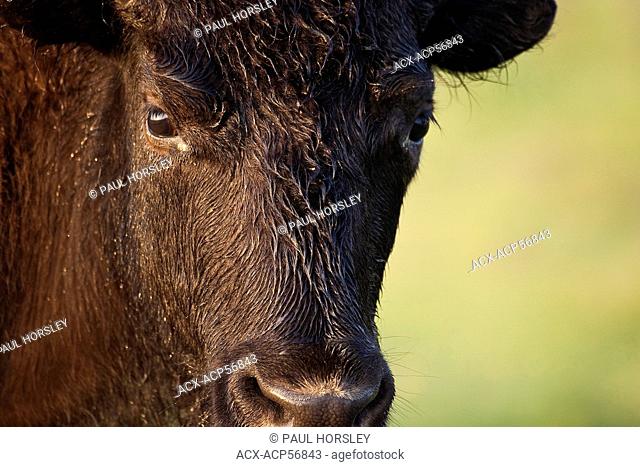 Cow Bison, bos bison, with dew covered face, Elk Island National Park, Alberta, Canada