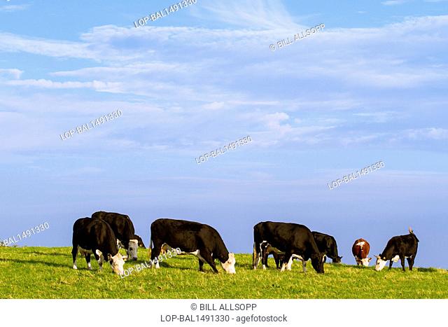 England, Derbyshire, Longnor. A herd of grazing cattle