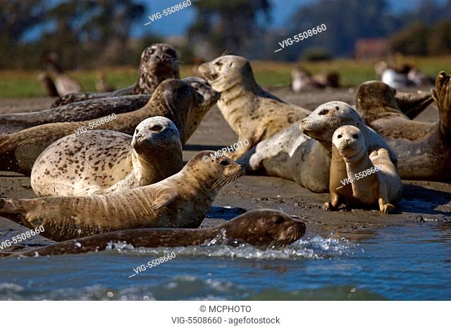 USA, NATIONAL PARKS, 26.08.2007, HARBOR SEALS (PHOCA VITALUNA) an endaned species on the banks of ELKHORN SLOUGH - MOSS LANDING , CA - National Parks, USA