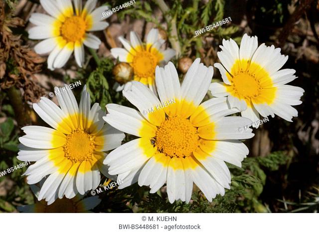 Crown Daisy, Garland Chrysanthemum (Glebionis coronaria var. discolor, Chrysanthemum coronarium), blooming, Spain, Balearen, Majorca