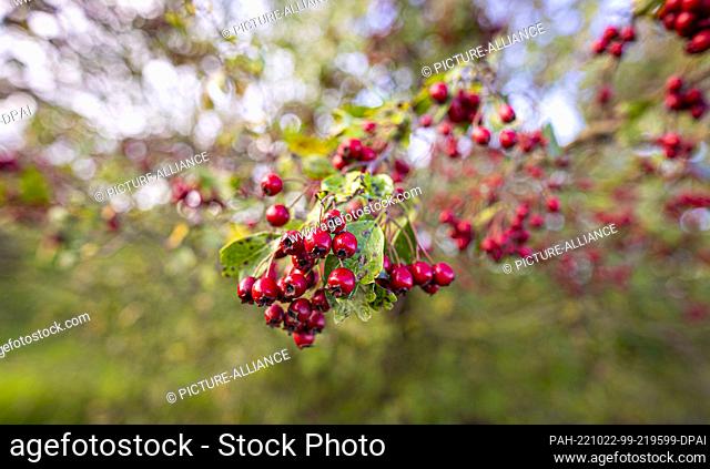 22 October 2022, Lower Saxony, Wedemark: Red berries grow on a hawthorn bush in the Hannover region. Photo: Moritz Frankenberg/dpa