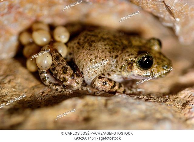 Majorcan midwife toad (Alytes muletensis), Serra de Tramuntana, Majorca, Balearic Islands, Spain