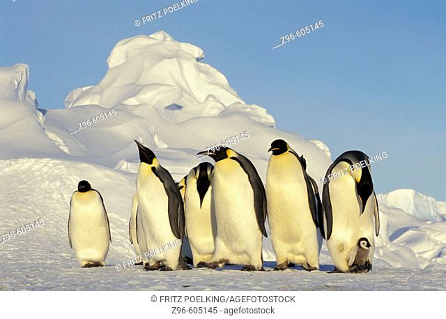 Emperor penguin (Aptenodytes forsteri). Dawson-Lambton glacier, Antarctica, December