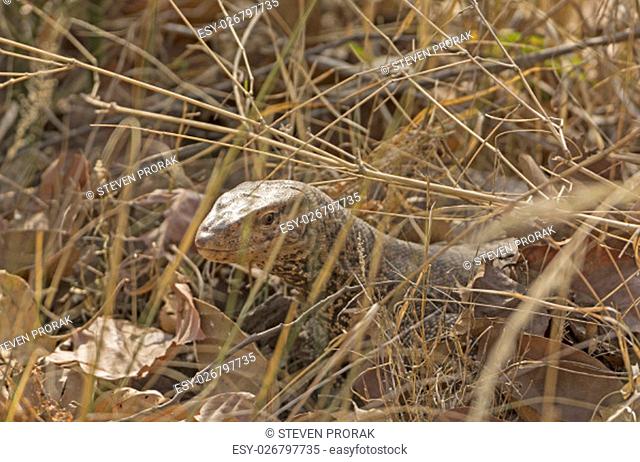 Monitor Lizard in the Grasses in Bandhavgarh National Park in India