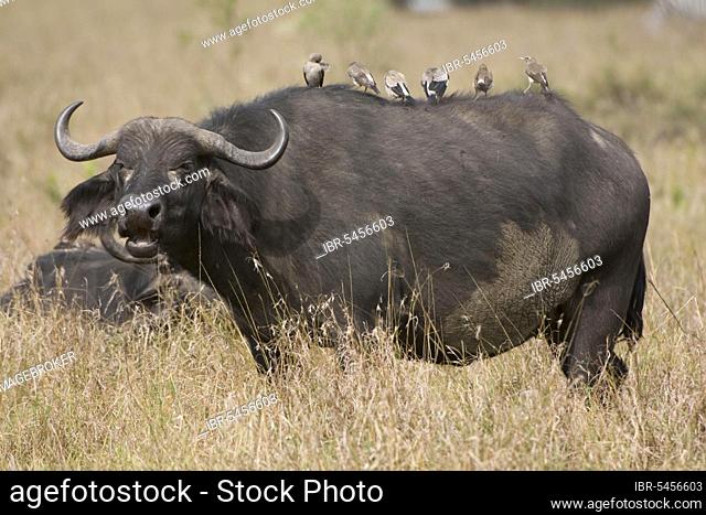 African buffalo (Syncerus caffer) and red-billed oxpecker (Buphagus erythrorhynchus), Maasai Mara Game Reserve, starlings, Cape buffalo, buffalo, Kenya, Africa