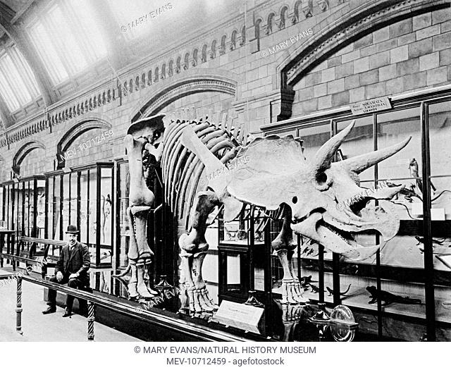 Model skeleton of a Triceratops photographed at the Natural History Museum, London in 1907. It was obtained from Washington's National Museum of Natural History