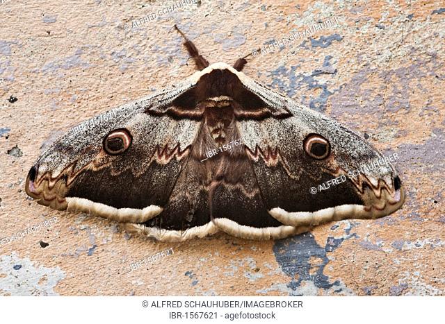 Large Emperor Moth (Saturnia pyri)