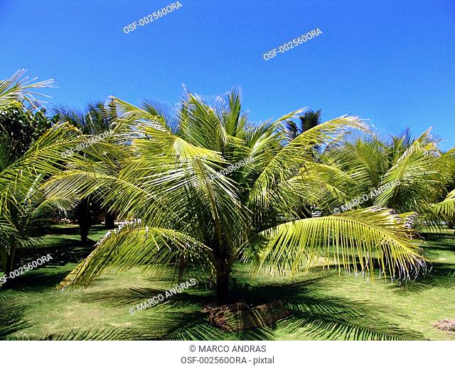 fortaleza close view of a little coconut tree