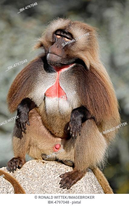 Gelada baboon (Theropithecus gelada), male sits on rock, captive, Germany