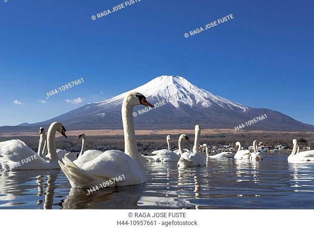 Japan, Asia, Lake Yamanaka, Swans, birds, Yamanaka, clear, Fuji, lake, mount, reflection, snow, touristic, travel