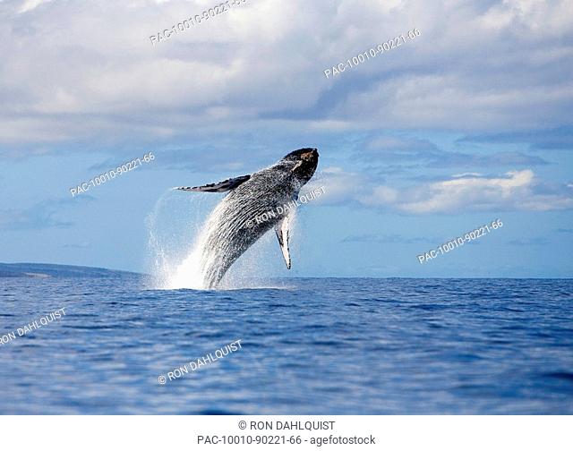 Hawaii, Maui, Humpback whale breaching