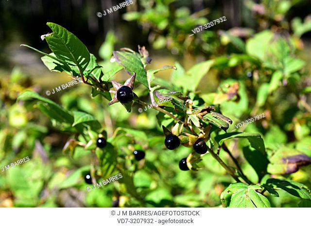 Belladonna (Atropa belladonna) is a perennial herb native to Europe, north Africa and west Asia. Its fruits (berries) are very toxics for its alkaloid conted...