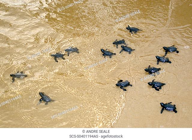 Olive ridley turtle hatchlings, Lepidochelys olivacea, heading towards the ocean for the first time, Costa do Sauipe, Bahia, Brazil South Atlantic