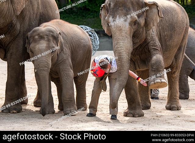 dpatop - 02 June 2021, Hamburg: The elephants in the Hagenbeck Zoo present their football skills for the upcoming European Football Championship and lift their...