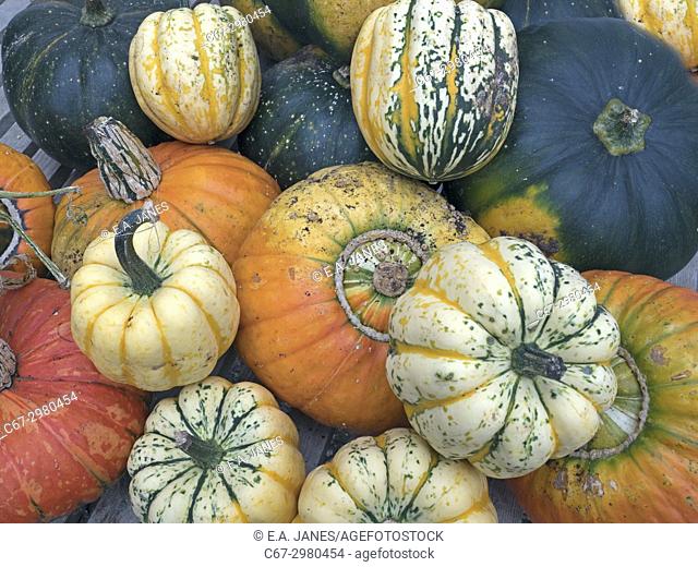 Turban Squash genus Cucurbita and other Mixed squashes from the garden in Autumn