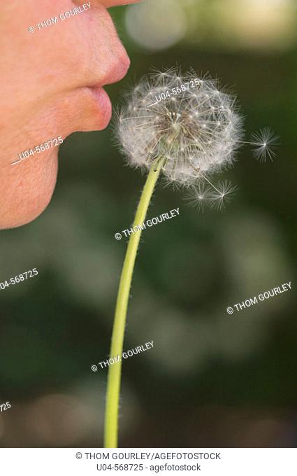 Woman making a wish on dandelion thistle