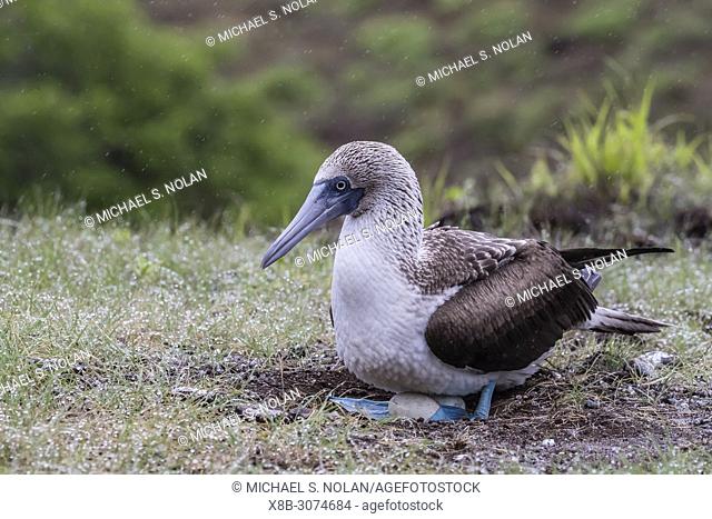Adult blue-footed booby, Sula nebouxii, with eggs on San Cristobal Island, Galápagos, Ecuador