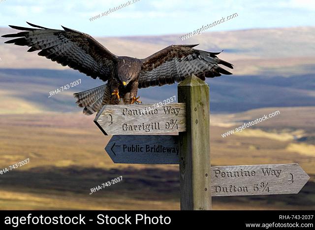 Common buzzard (Buteo buteo) landing on Pennine Way sign, Controlled, Cumbria, England, United Kingdom, Europe