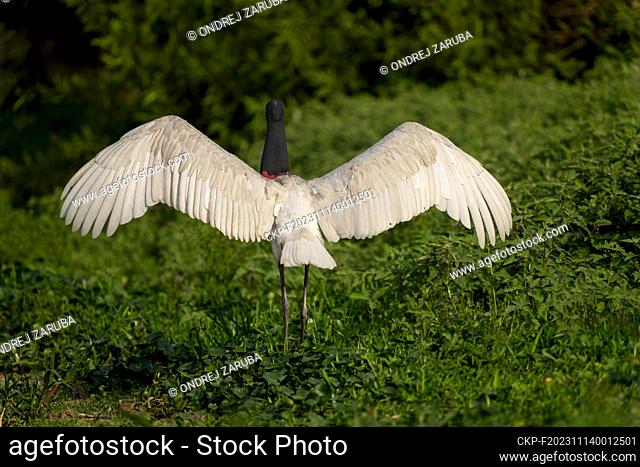 Jabiru stork in tropical Pantanal, Brasil, October 2, 2023. (CTK Photo/Ondrej Zaruba)