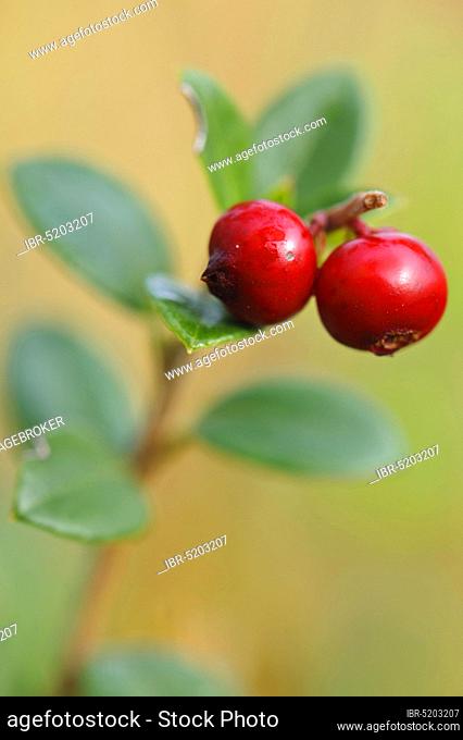 Small cranberries (Vaccinium oxycoccos) Germany
