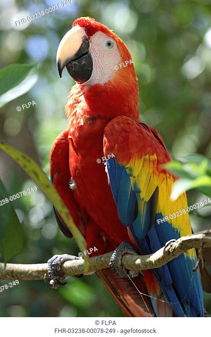 Scarlet Macaw Ara macao Adult in tree, Roatan, Honduras, Caribbean