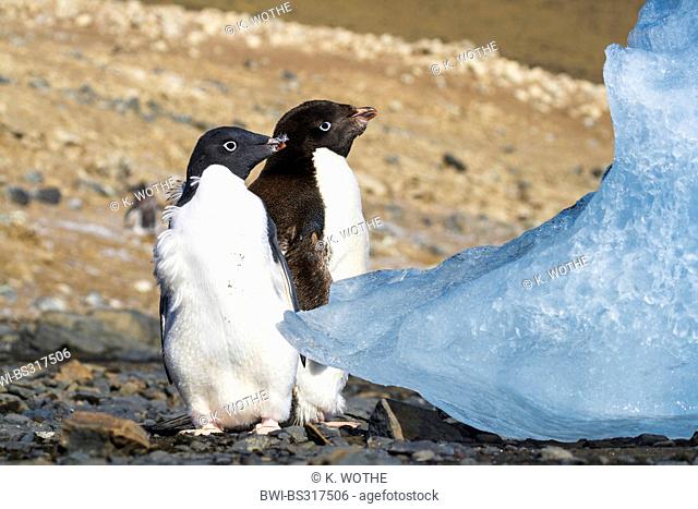 adelie penguin (Pygoscelis adeliae), two young Adelie Penguins moulting, Antarctica, Devil Island
