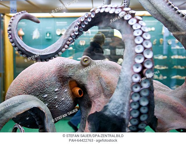 A faithful reproduction of an octopus in the Gothic Hall of the former St. Catherine's monastery, which now houses the exhibitions at the German Oceanographic...