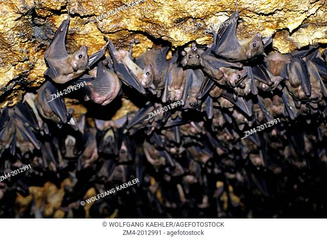 UGANDA, QUEEN ELIZABETH NATIONAL PARK, BAT CAVE, BATS HANGING FROM CEILING