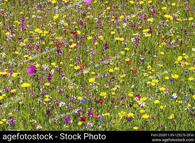 06 August 2020, Mecklenburg-Western Pomerania, Baabe: Colourful flowers bloom on a summer meadow. Photo: Stephan Schulz/dpa-Zentralbild/ZB