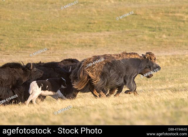 Asia, Mongolia, Asia, Mongolia, Hustai National Park, Herd of domesticated Yaks (Bos grunniens), watched over by an aprc guard on a motorcycle