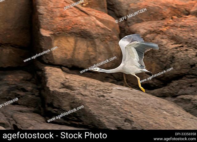 White-faced heron (Egretta novaehollandiae) takes flight along the sandstone escarpment on the Hunter River in Western Australia; Western Australia, Australia