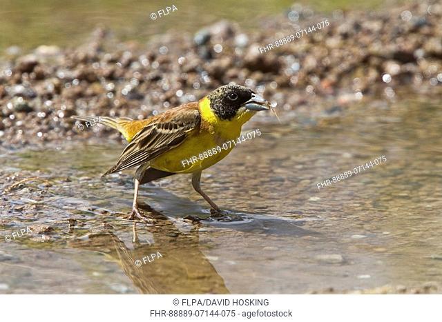 male Black headed Bunting at drinking pool