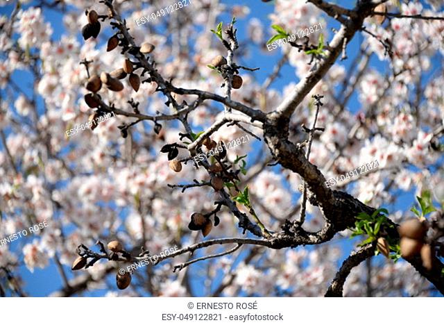 Blossoms on almond tree, Costa Blanca, Spain