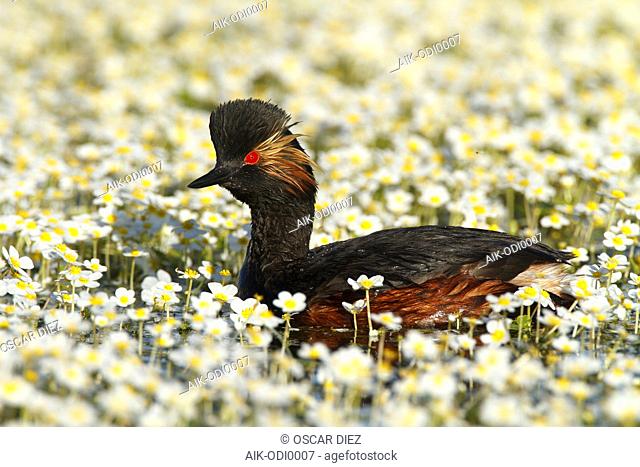 Black-necked Grebe between blooming Pond Water-crowfoot