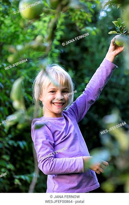 Portrait of happy little girl picking apple from tree