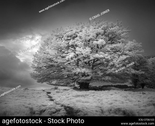 Infrared landscape at Ubley Warren in the Mendip Hills, Charterhouse, Somerset, England