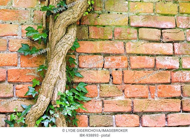 Brick wall and ivy, Ratiborice, Babiccino valley, Nachod district, East Bohemia, Czech Republic, Europe