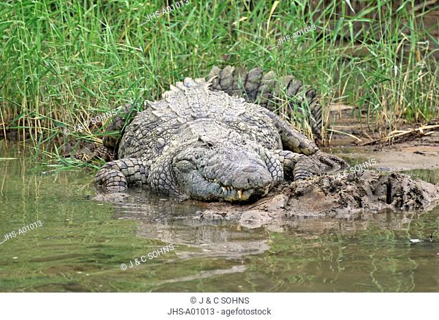 Nile-Crocodile, Crocodylus niloticus, St. Lucia Wetland Park, iSimangaliso-Wetland-Park, Kwazulu Natal, South Africa, Africa, adult resting at riverbank