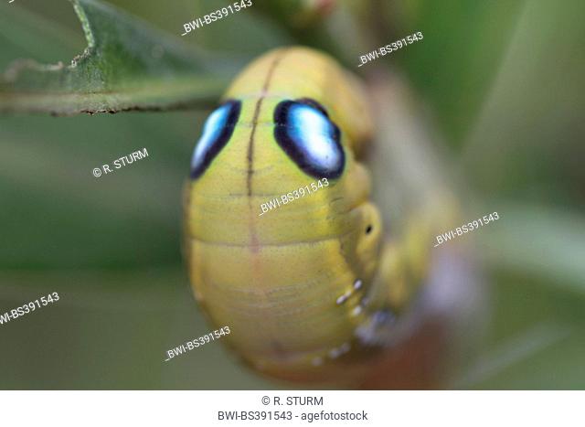 oleander hawkmoth (Daphnis nerii), eye spots on the thorax of the caterpillar, Croatia, Istria