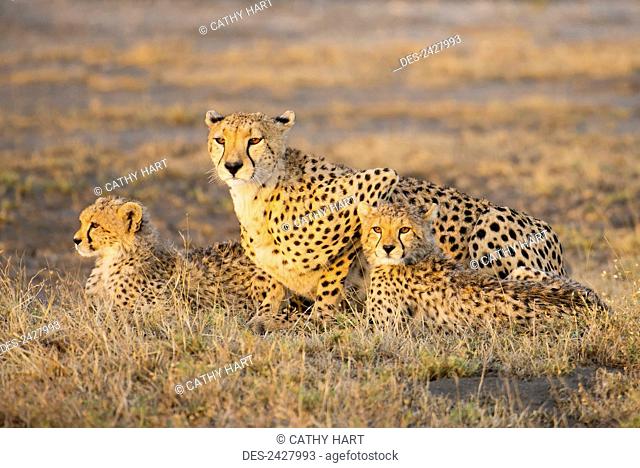 A cheetah laying with her young; Tanzania