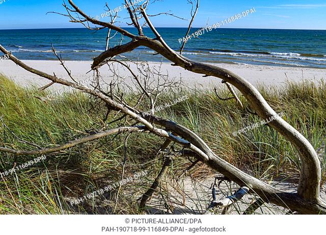 28 June 2019, Denmark, Dueodde: The coast at the southeast tip of the Danish Baltic Sea island. The beach in Dueodde is one of the most beautiful in Denmark