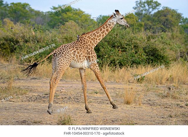 Thornicroft's Giraffe (Giraffa camelopardalis thornicrofti) immature male, running, South Luangwa N.P., Zambia, June