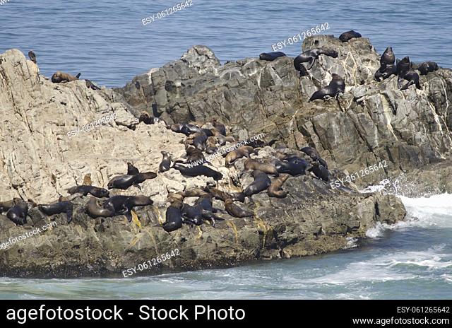 South American sea lions (Otaria flavescens). Las Cuevas. Arica. Arica y Parinacota Region. Chile