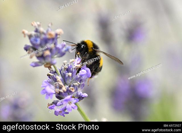 Large earth bumblebee (Bombus terrestris), also thick bumblebee or black bumblebee, true Common lavender (Lavandula angustifolia), Baden-Württemberg, Germany