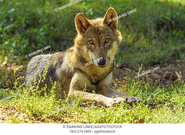 European Gray Wolf, Canis lupus lupus, Germany